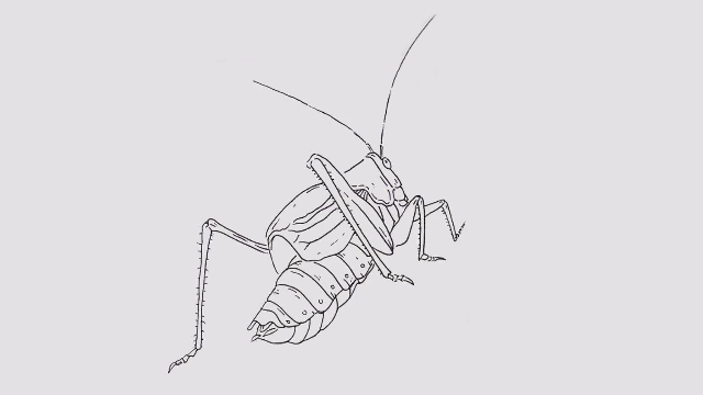 蟋蟀怎么画素描图片