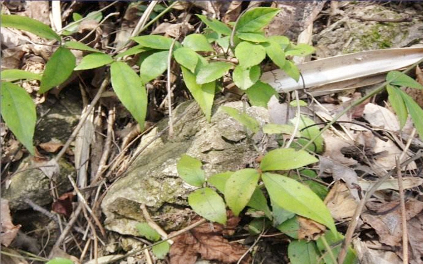 山里一野草蛇见到就怕,如今150元一斤成稀罕货,顺"蛇附子__凤凰网