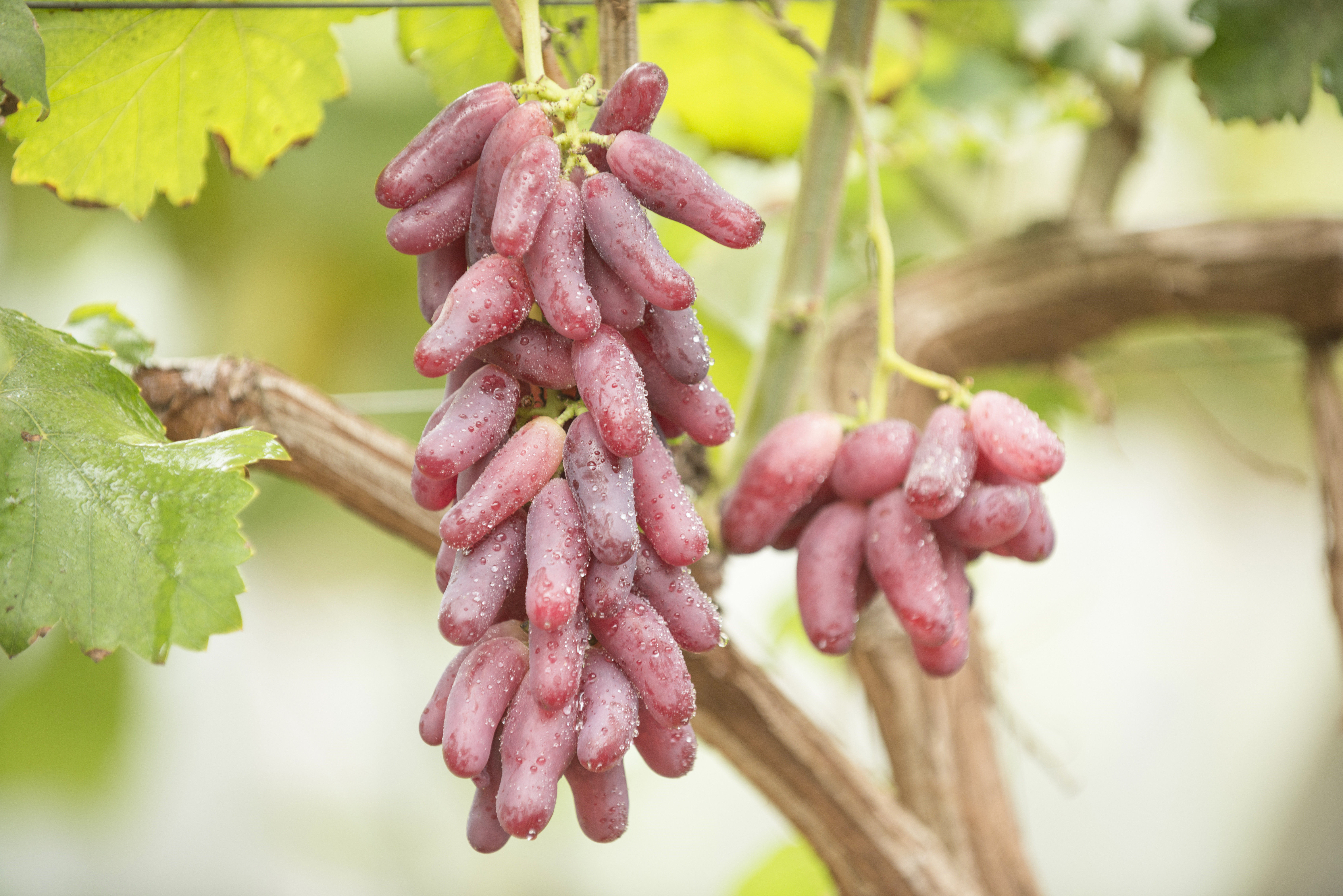 登封一粒葡萄28元,你没看错,是一粒,一颗,不是一串