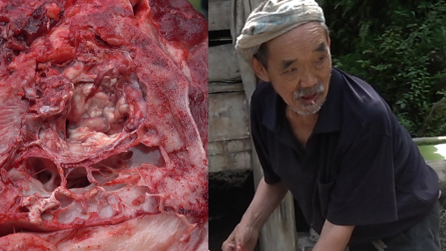 农村杀400斤土猪老爷爷直接生吃脑浆你家乡有这习俗吗