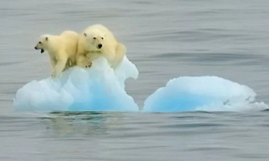 寒冰消融 北极熊目睹它们的冰川家园 迅速融化 打开凤凰新