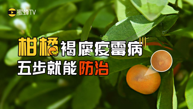 柑橘褐腐病防治药剂是什么药材(柑橘褐腐疫病图片)