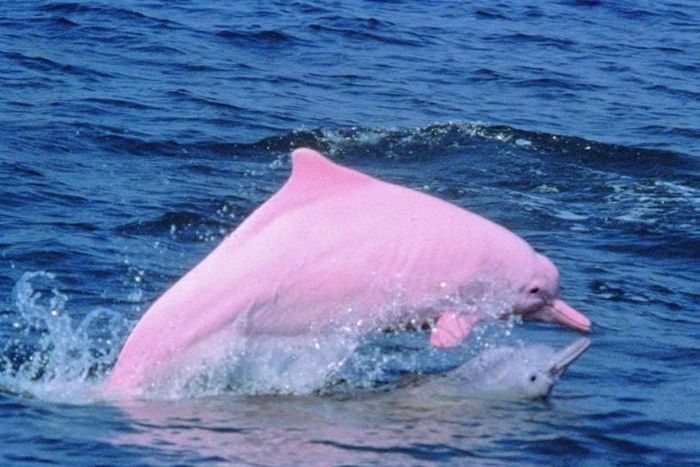 亚马逊粉色海豚图片