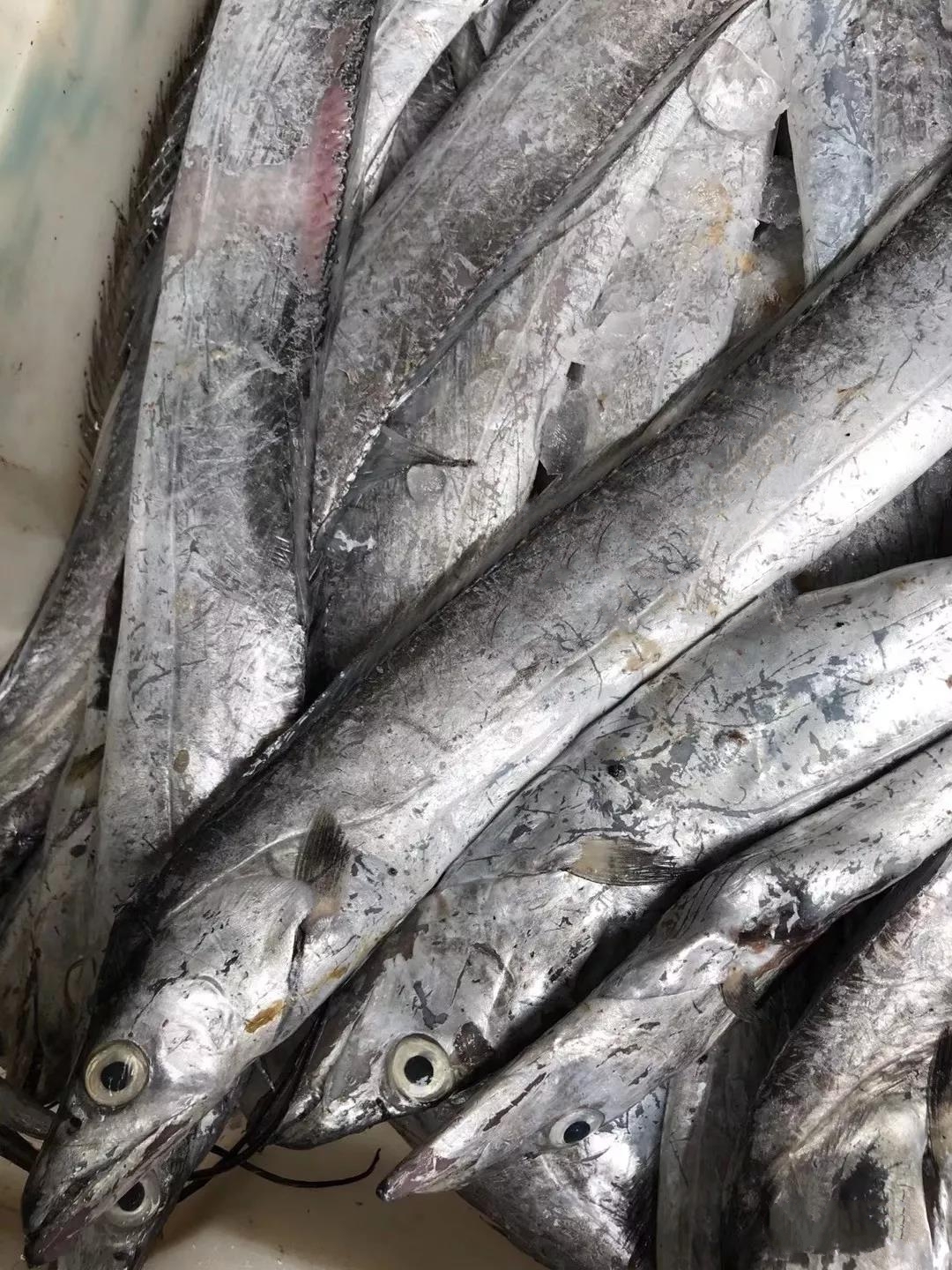 我曾在沈家门东河菜市场目睹过一位外地客人在挑带鱼,许是慕名而来却