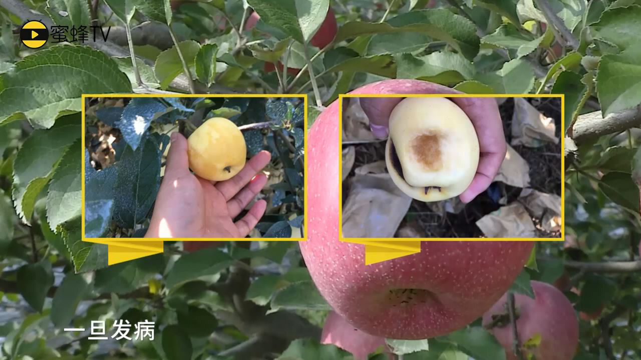 苹果采前"返糖"是水心病!两招就能搞定