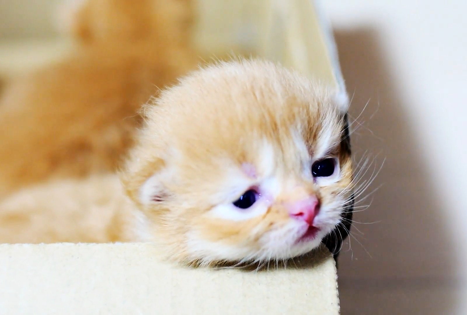 可爱的小奶猫长得像小毛球一样,好可爱啊