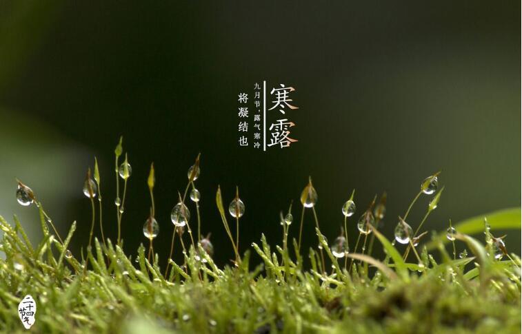 东三环的秦玉马秦岳:今日寒露;九月节,露气寒冷,将凝结也!__凤凰网