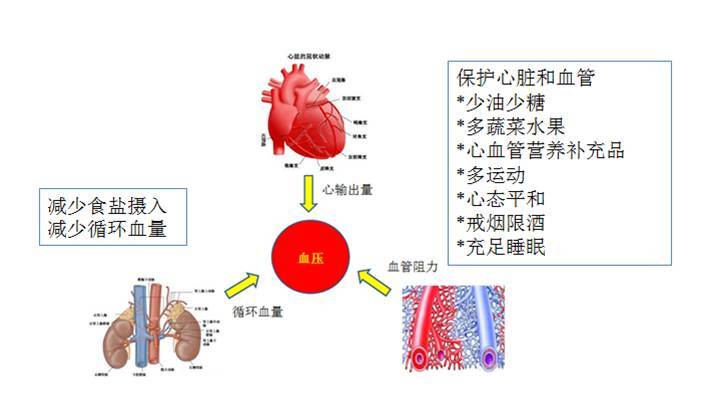 血压调节图解图片