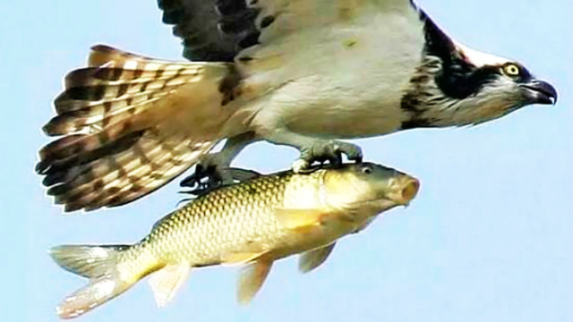 击长空的鹰翔浅底的鱼相遇的一瞬让人惊叹
