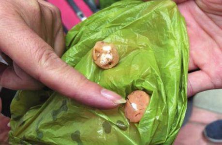 虽然很支持异烟肼治狗但很遗憾这种是违法的