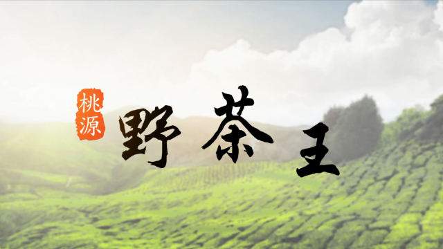 sc5桃源野茶王陈佳