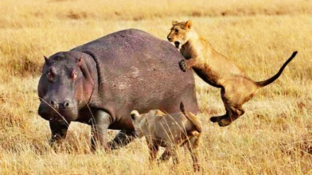 食草的河马面对食肉的猛兽:团结守望,才能生存