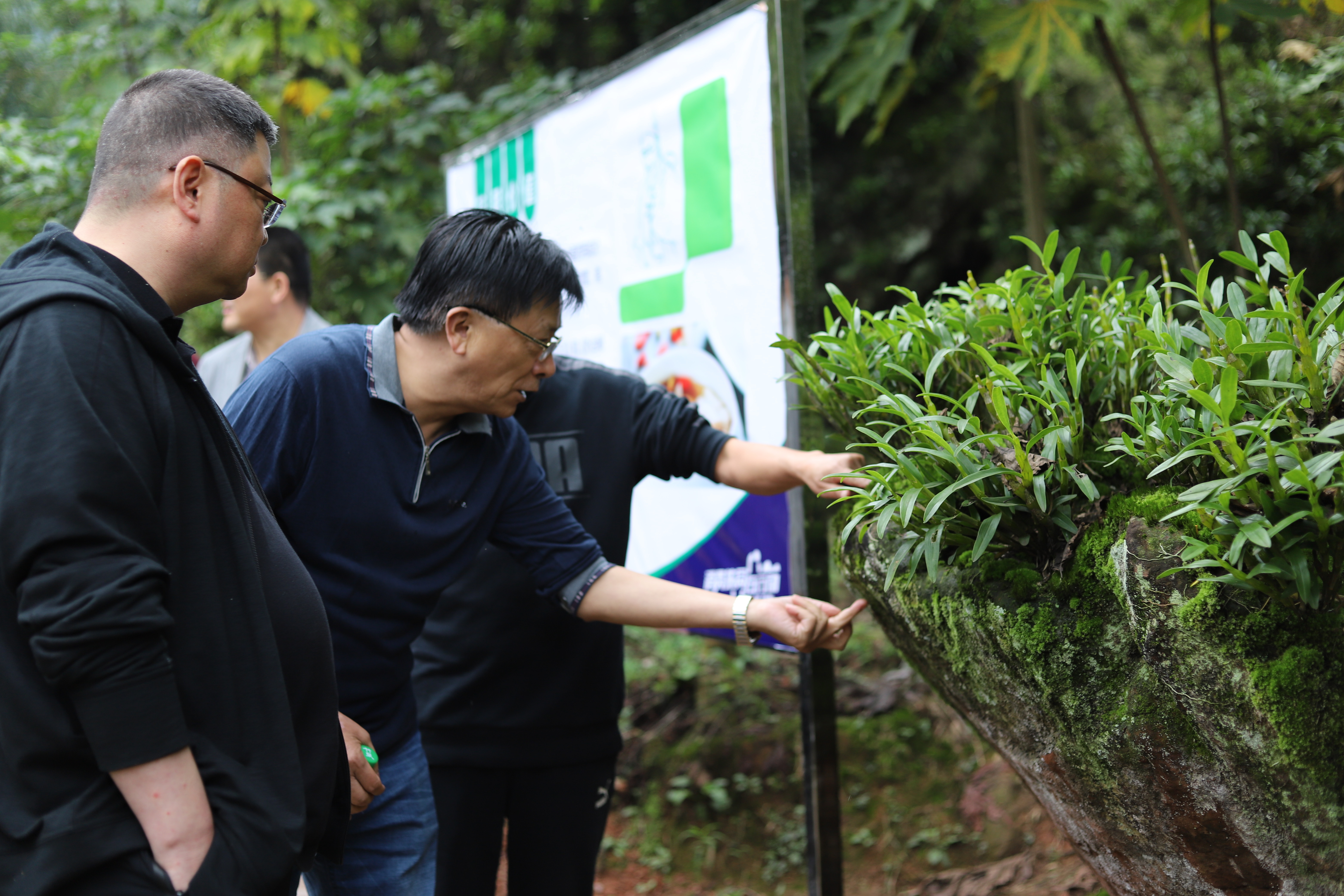 上海企业家消费扶贫,认养赤水生态金钗石斛