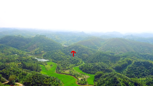 帶您去廣東高州荷塘看看張氏風水寶地螞蟻墳_鳳凰網視頻_鳳凰網