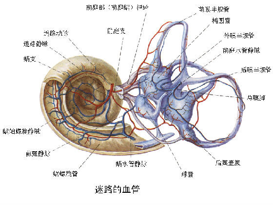 迷路动脉栓塞图片