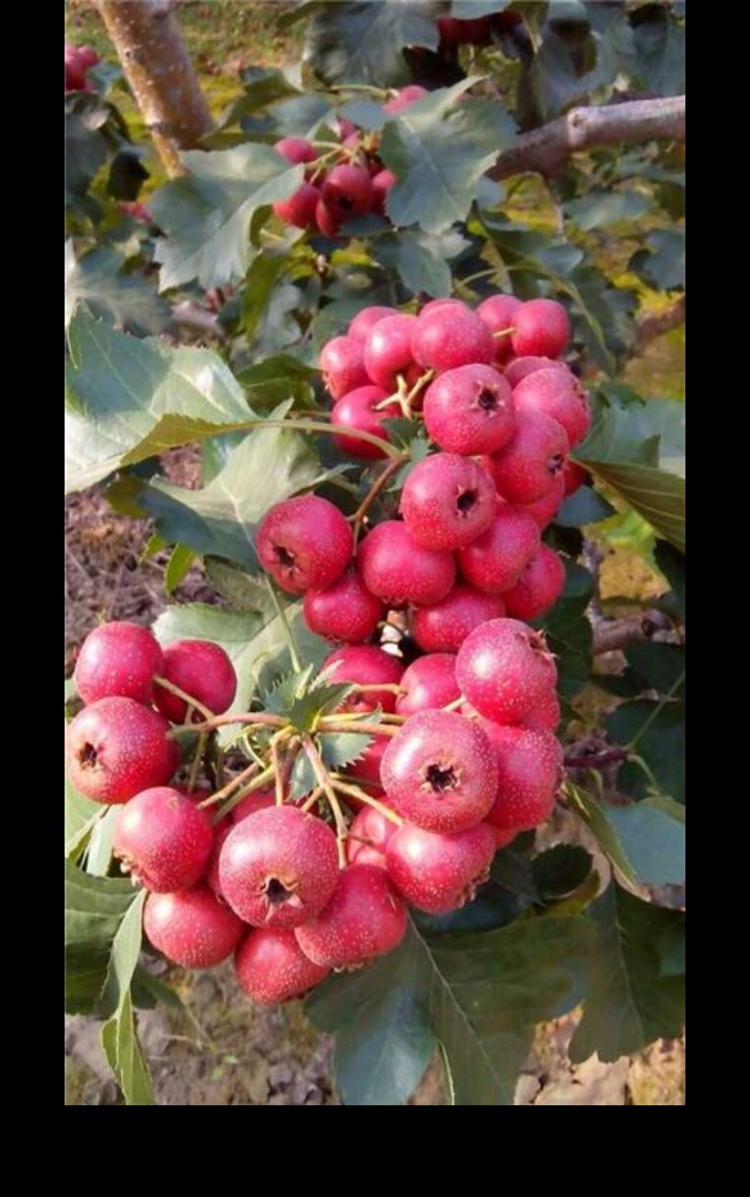 绛县素有中国山楂第一县的美誉