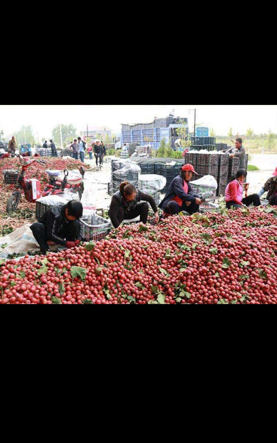 绛县素有中国山楂第一县的美誉