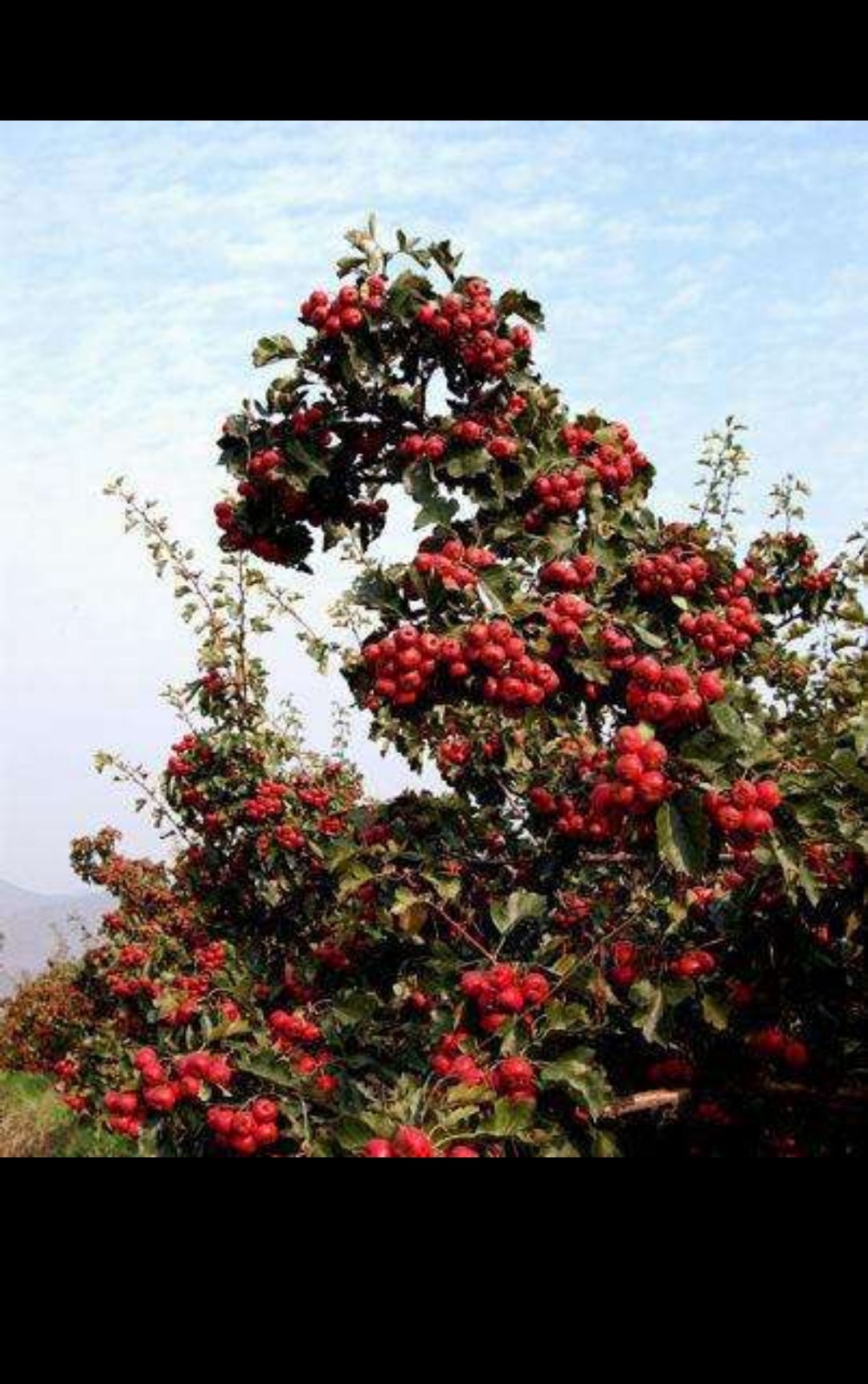 绛县素有中国山楂第一县的美誉__凤凰网