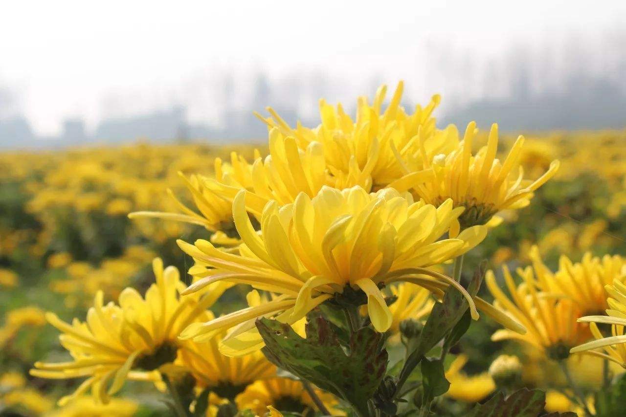 《本草纲目》中记载:菊花茶具有性甘,微寒,具有散风热,平肝明目之功效