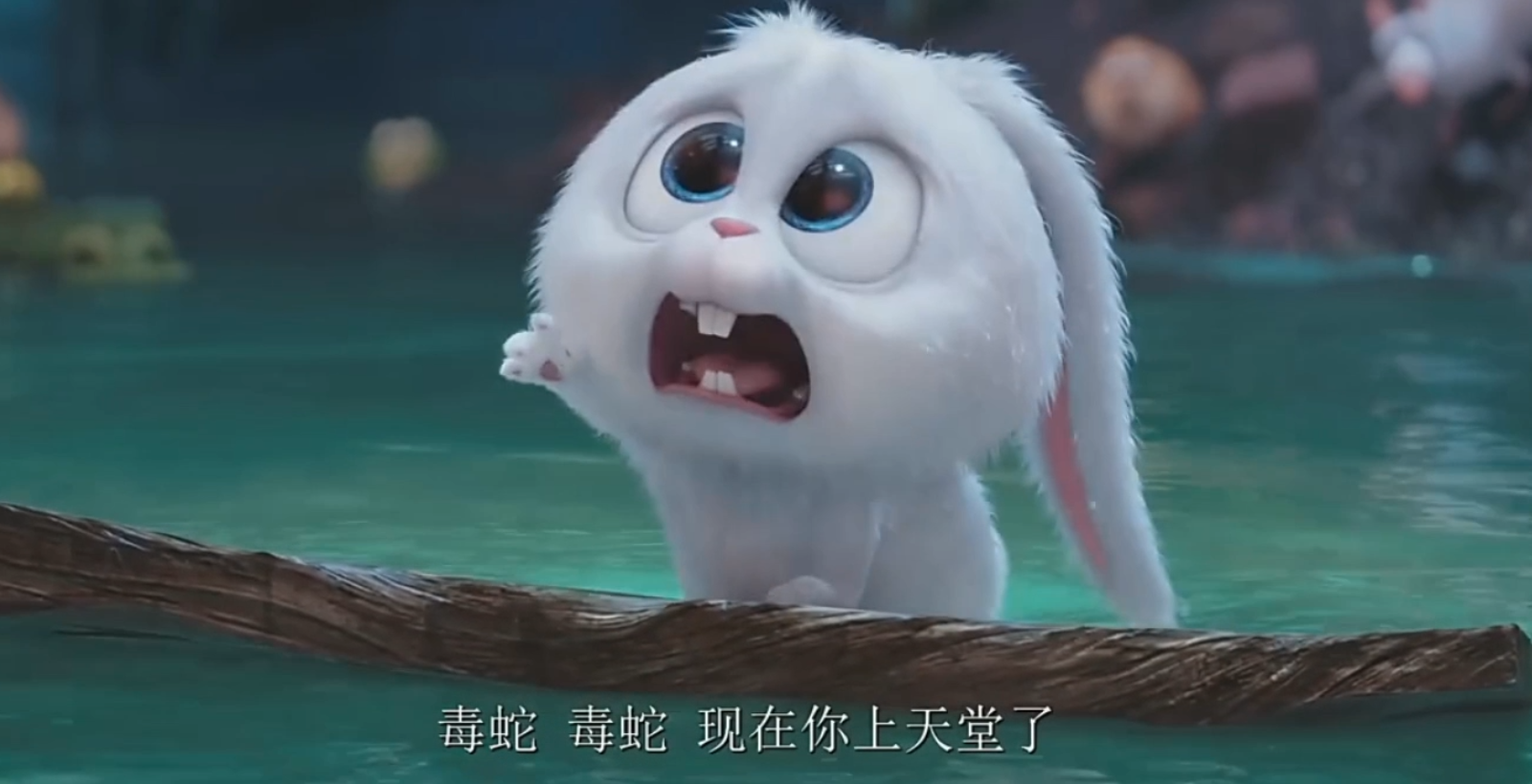 卖萌神曲《小了白了兔》加上萌兔,融化我的少女心__凤凰网