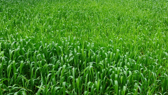 药归参 药归参含有多种紫苷素,皂甙可作用于细胞生殖周期的g2期,抑制