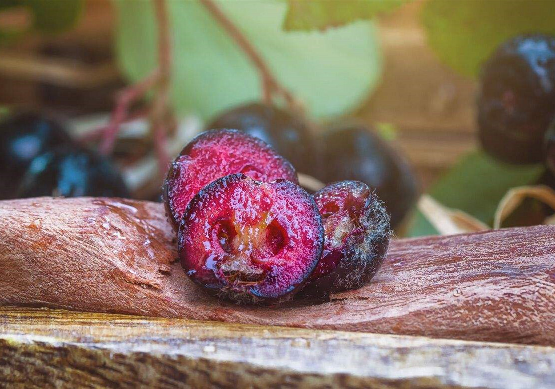 北佳不老莓(野樱莓)富含多类营养物质,如脂肪,蛋白质,有机酸,碳水化合