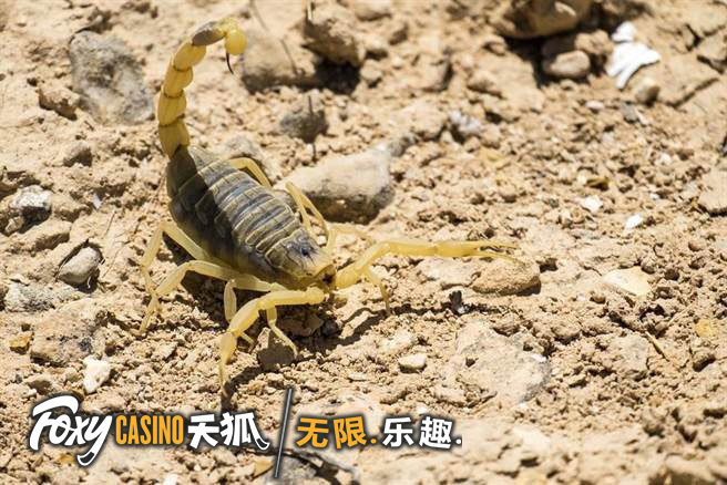 可致人命的"以色列杀人蝎"(deathstalker scorpion)是蝎子中最恶毒的