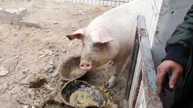 大叔家猪不吃白菜这么挑剔的猪头次见大叔没招了