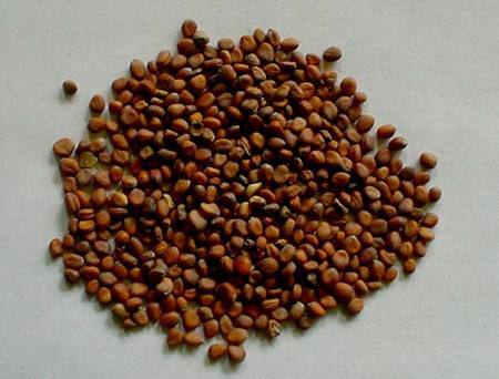 降压:莱菔子水提物具有明显的降压作用,对于麻醉兔,猫及犬,静脉注射时