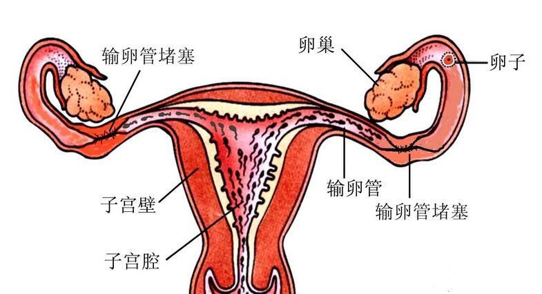 备孕很久没怀上?掌握这3个技巧