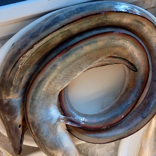 舟山风鳗:一道难以让舟山人忘怀的家乡菜