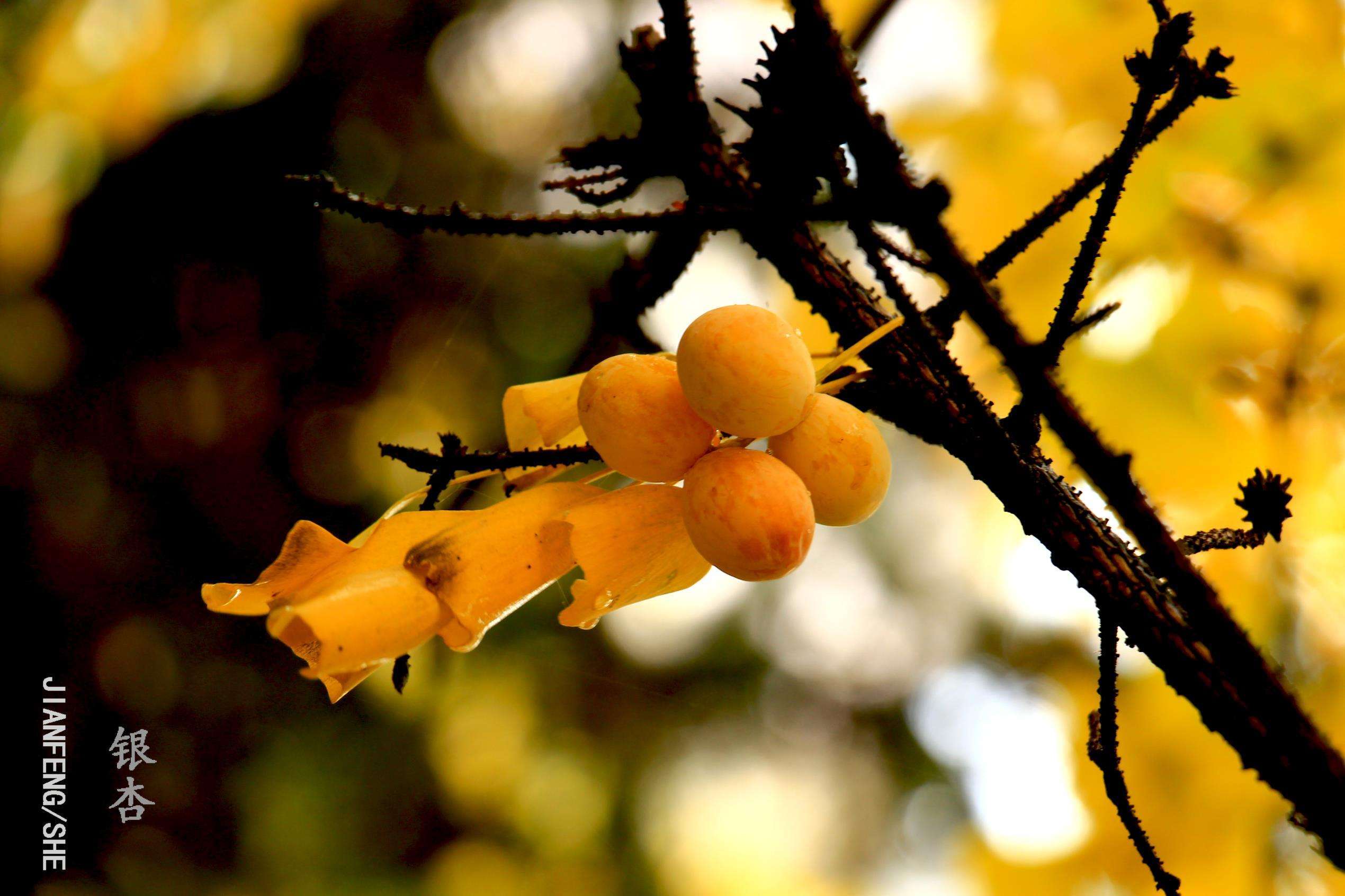 银杏树花的颜色图片