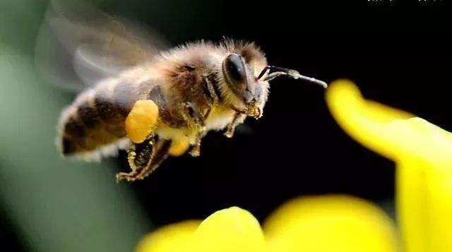 蜂王浆怎么吃效果最好?蜂王浆怎么吃好吃?