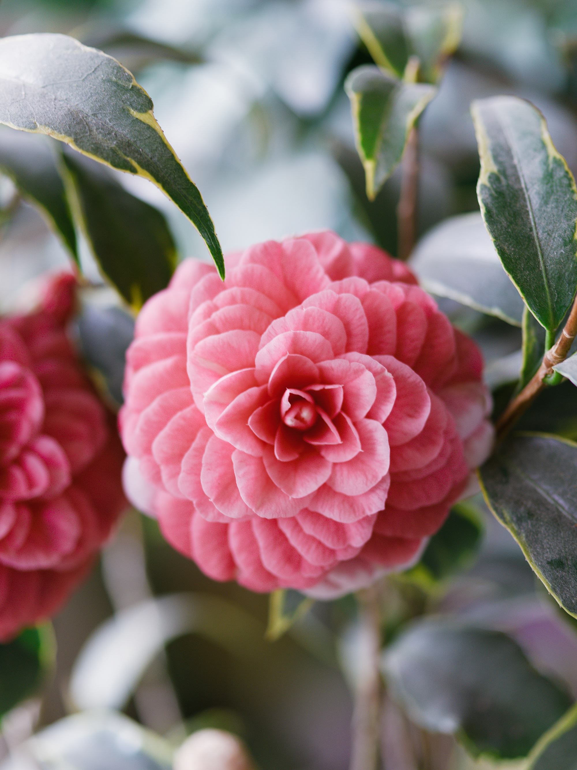 几禾花舍日签丨11月8日 理想的爱—茶花