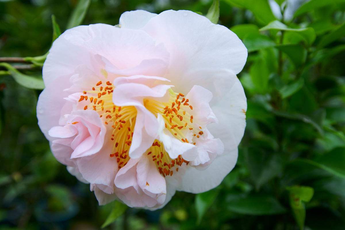 几禾花舍日签丨11月8日 理想的爱—茶花