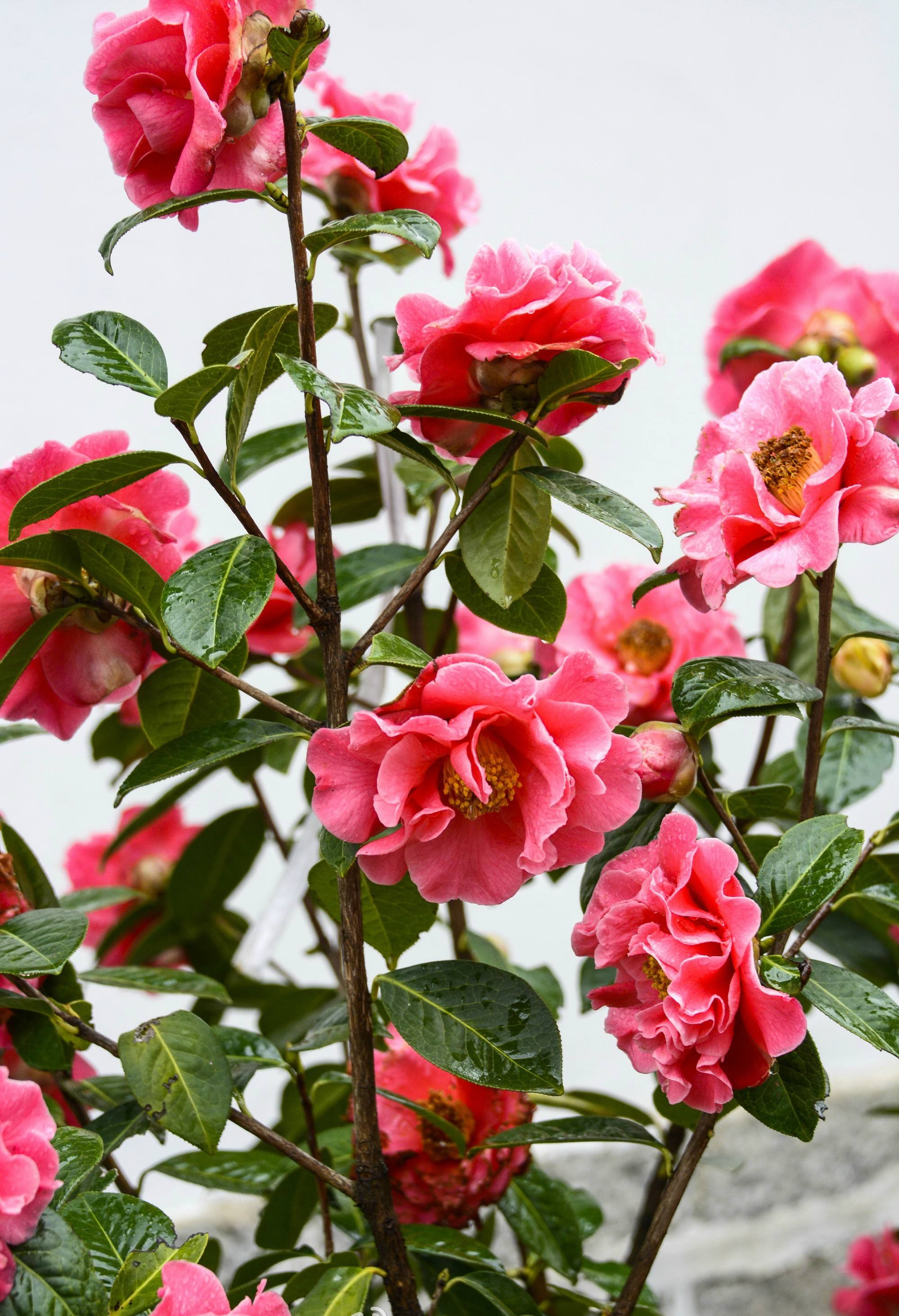 几禾花舍日签丨11月8日 理想的爱—茶花