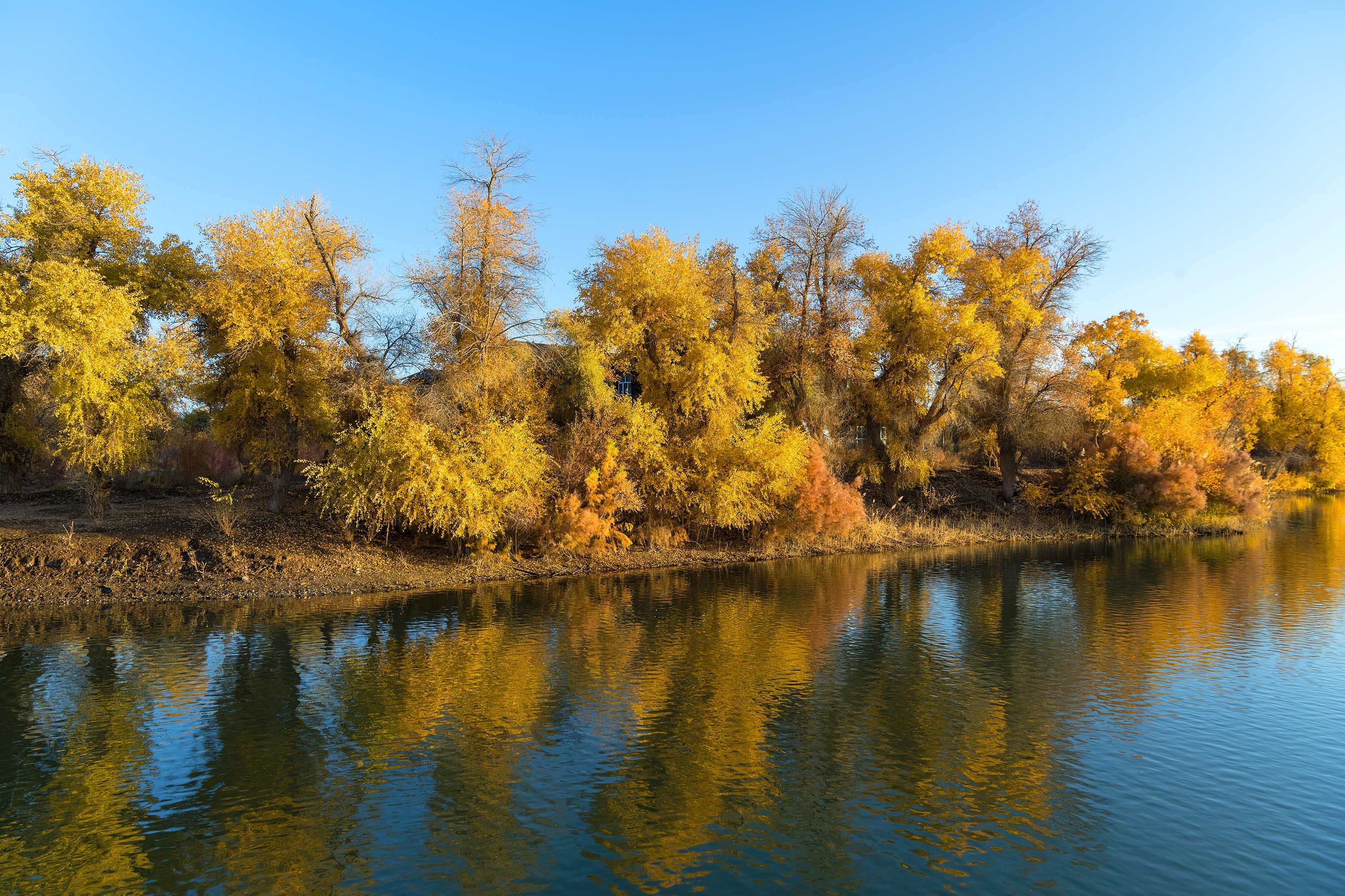 新疆巴楚县:316万亩原始胡杨林成就"世界连片面积最大天然胡杨林"美誉