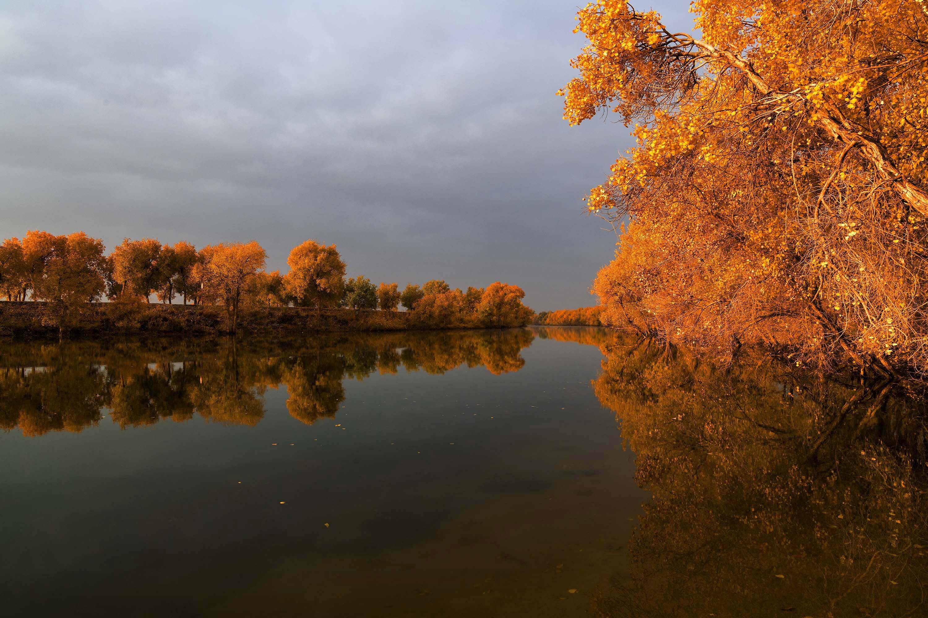 新疆巴楚县:316万亩原始胡杨林成就"世界连片面积最大天然胡杨林"美誉