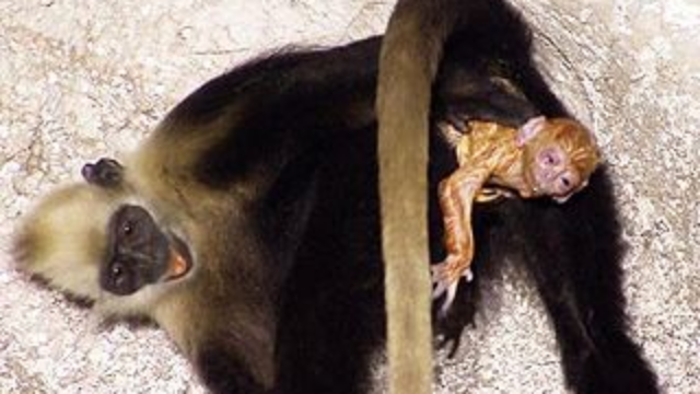 母猴自己分娩疼的一直做俯卧撑生下来就给小猴捉虱子