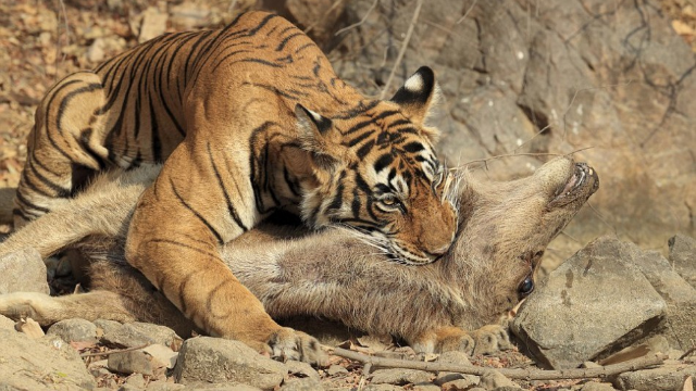 老虎埋伏捕食野猪走进一看吓得扭头就跑