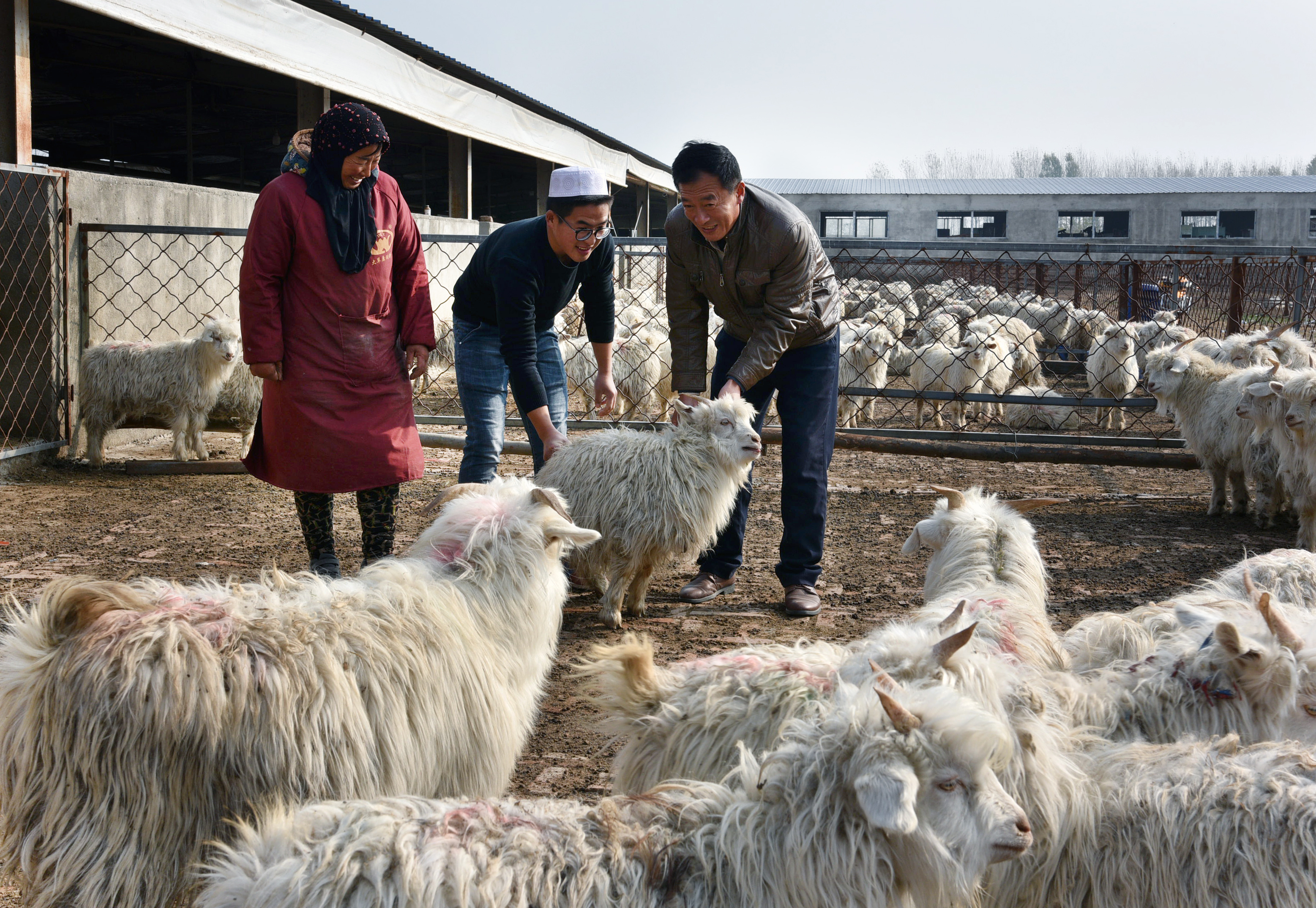 砀山县回民许庄村:回汉一家奔小康