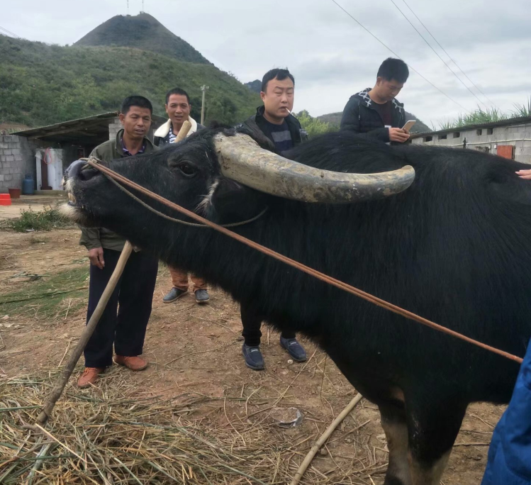 新东方不败牛王图片