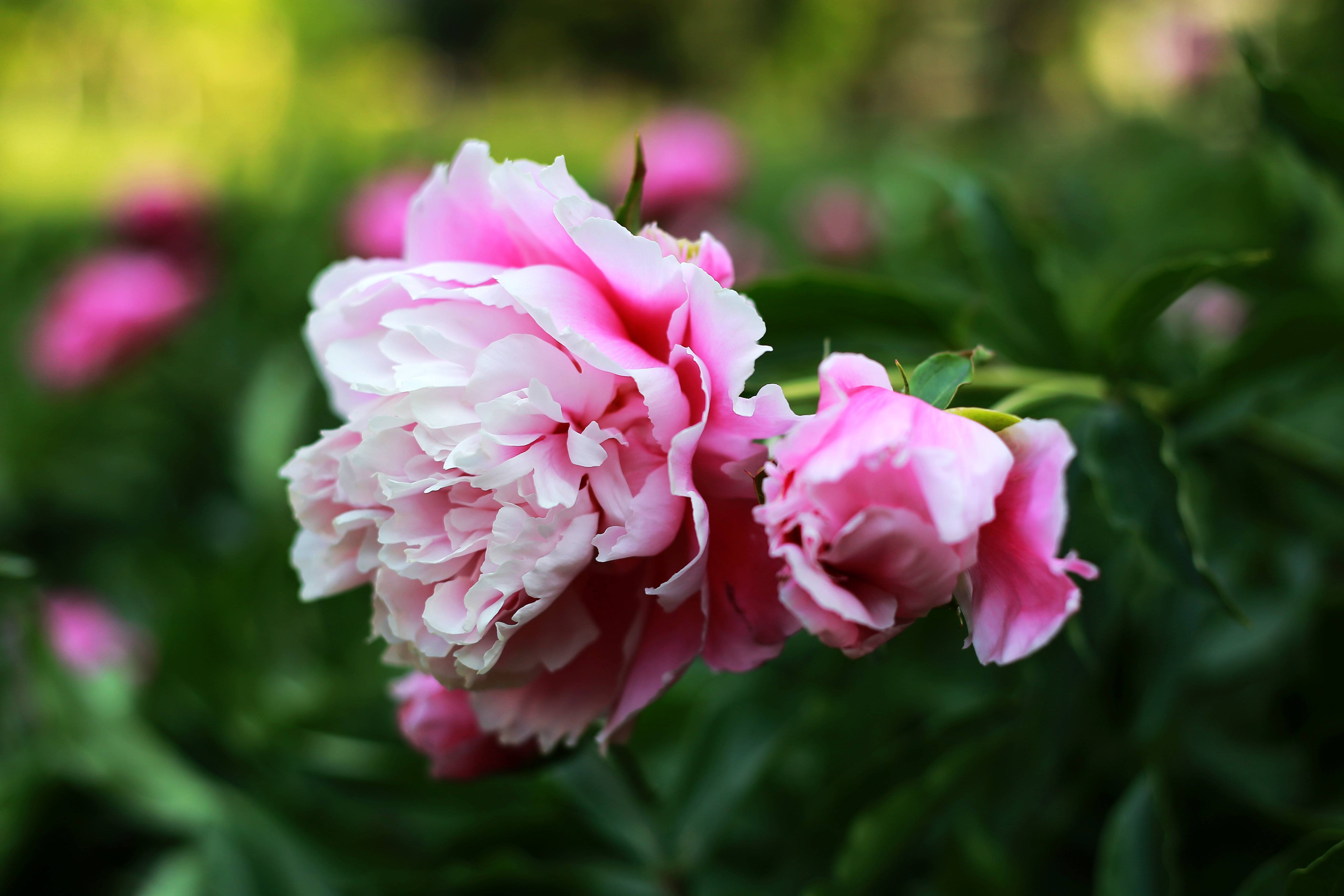 11月开什么花(11月开什么花除菊花?