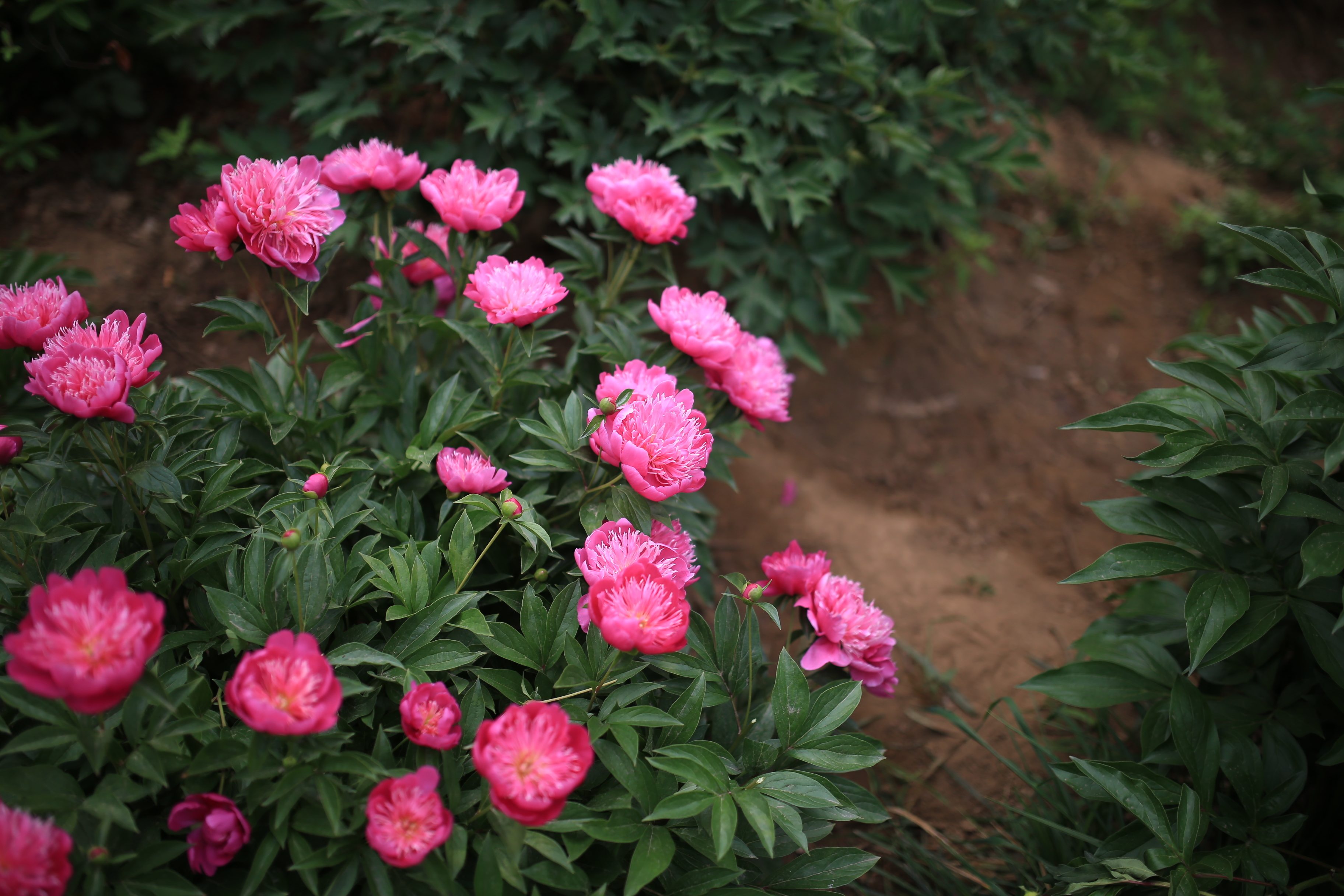 美丽芍药百科图片