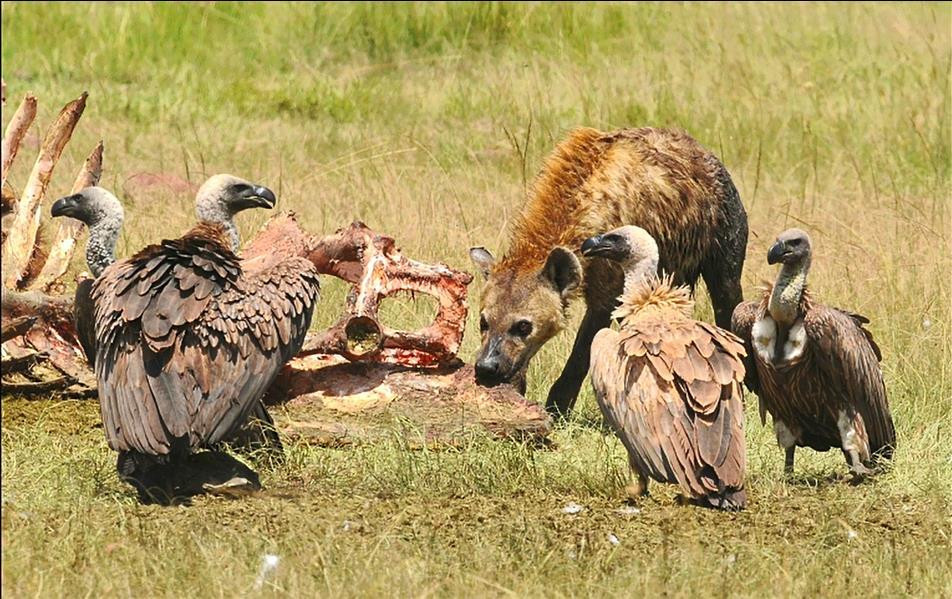 吃腐尸的秃鹫,才是真正的天使