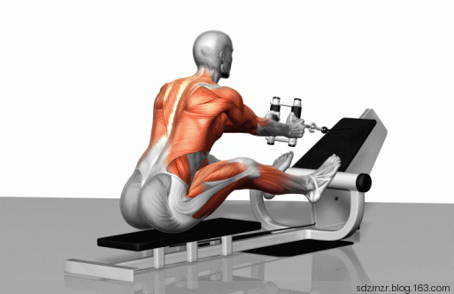 怎样进行背部力量训练?-中体力健健身培训学院