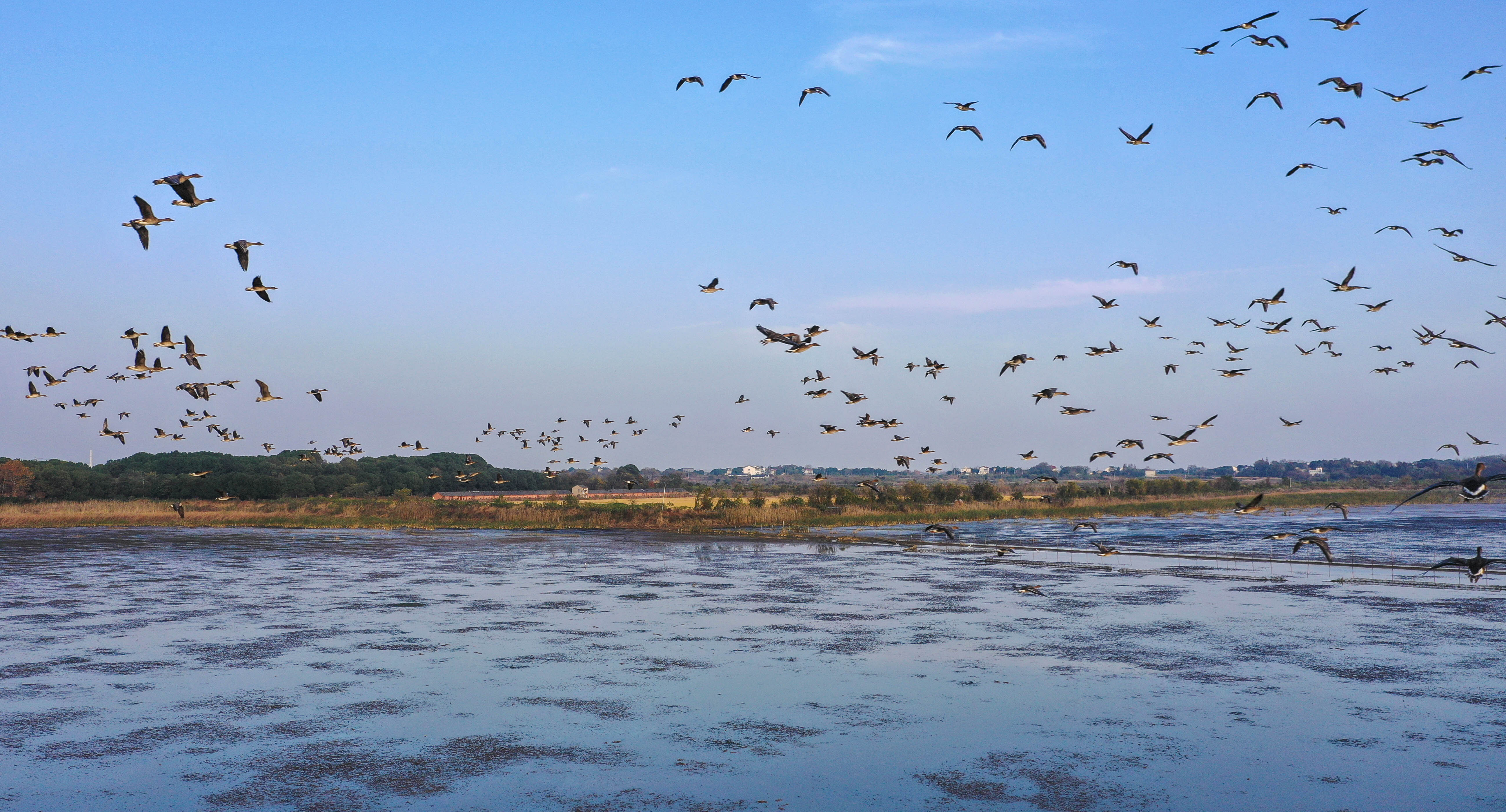 安徽庐江:黄陂湖退渔还湖水质改善迎来大批候鸟越冬