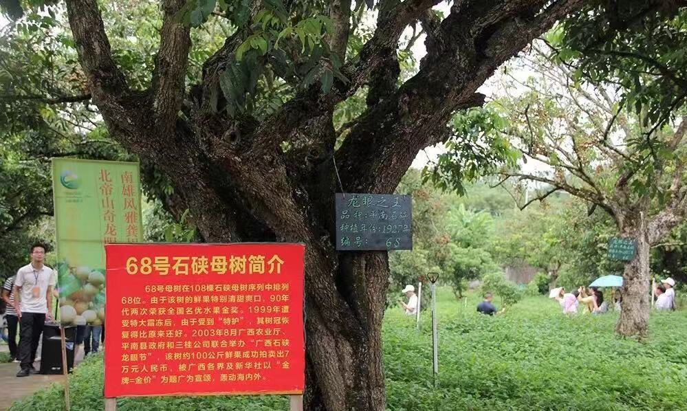 一起去看看中国石硖龙眼之乡——广西平南的石硖龙眼是怎样的吧__凤凰