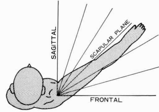 scapular spine图片