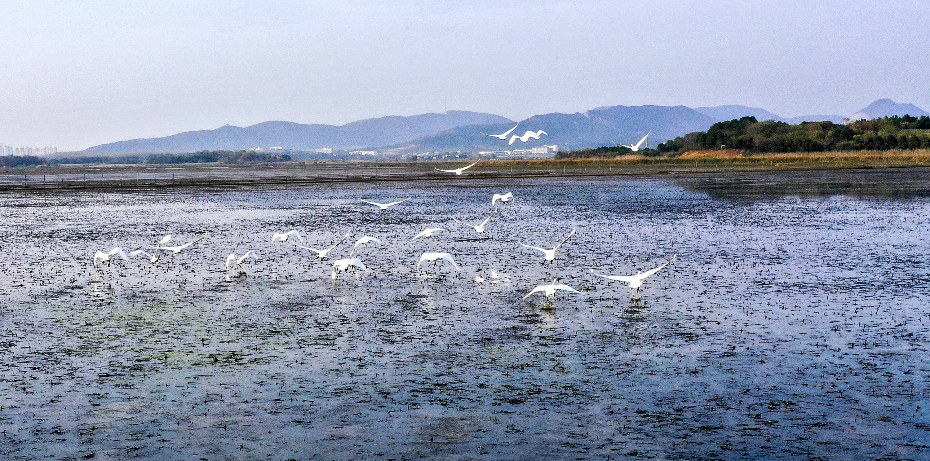 安徽庐江 远方"贵客"天鹅飞抵黄陂湖湿地越冬